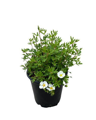 Shrub - Potentilla fruticosa 'Everest' (1 Gallon) Product vendor