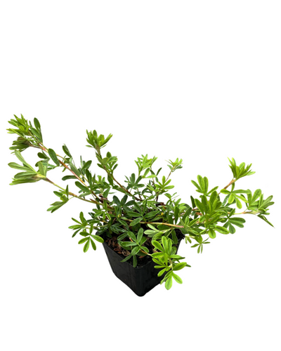 Shrub - Potentilla fruticosa 'Gold Star' (4 Inch) Product vendor