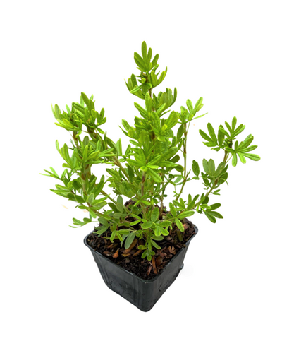 Shrub - Potentilla fruticosa 'Pink Beauty' (4 Inch) Product vendor