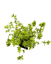 Load image into Gallery viewer, Shrub - Potentilla fruticosa &#39;Yellow Gem&#39; (1 Gallon)
