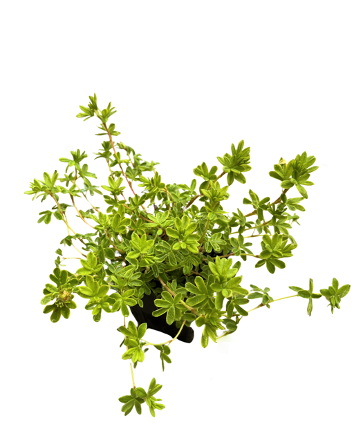 Shrub - Potentilla fruticosa 'Yellow Gem' (1 Gallon)