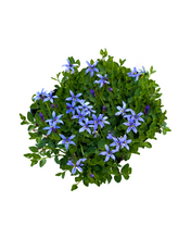 Load image into Gallery viewer, Ground Cover - Pratia pedunculata `County Park&#39; (4 Inch)
