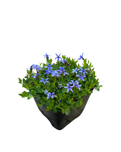 Ground Cover - Pratia pedunculata `County Park' (4 Inch)