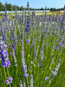 Ornamental Herb - Lavandula intermedia 'Provence Lavender' (1 Gallon)