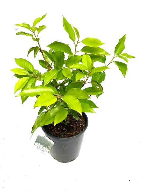 Hedging - Prunus lusitanica 'Portuguese Laurel' (4 Inch)
