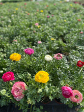 Load image into Gallery viewer, Annual - Ranunculus asiaticus &#39;Sprinkles Mix&#39; (4 Inch Round) Product vendor
