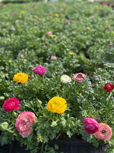 Annual - Ranunculus asiaticus 'Sprinkles Mix' (4 Inch Round) Product vendor