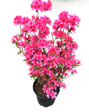 Load image into Gallery viewer, Shrub - Rhododendron obtusum &#39;Silvester Azalea&#39; (1 Gallon)

