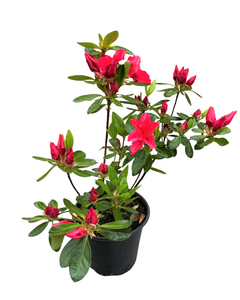 Shrub - Rhododendron 'Vuky's Scarlet Azalea' (1 Gallon)