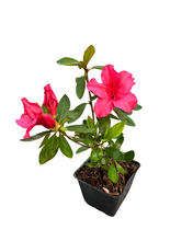 Load image into Gallery viewer, Shrub - Rhododendron &#39;Vuky&#39;s Scarlet Azalea&#39; (4 Inch)
