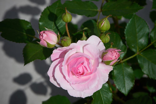 Shrub - Rosa hybrida 'Conway™ Castle' (1 Gallon) Product vendor