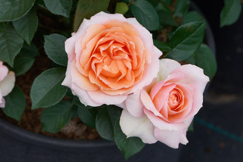 Shrub - Rosa hybrida 'Caerphilly™ Castle' (1 Gallon) Product vendor
