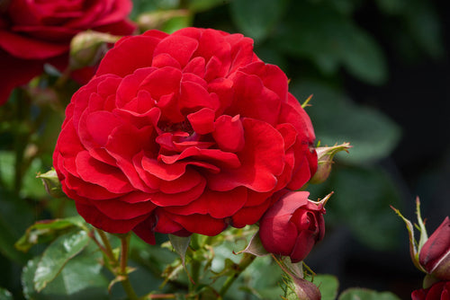 Shrub - Rosa hybrida 'Mavaro Castle' (1 Gallon) Product vendor
