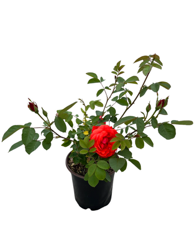 Shrub - Rosa 'Morden Fireglow Rose' (1 Gallon) Product vendor