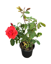 Load image into Gallery viewer, Shrub - Rosa &#39;Morden Fireglow Rose&#39; (1 Gallon) Product vendor
