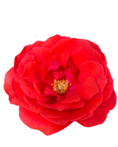 Shrub - Rosa 'Morden Fireglow Rose' (1 Gallon) Product vendor
