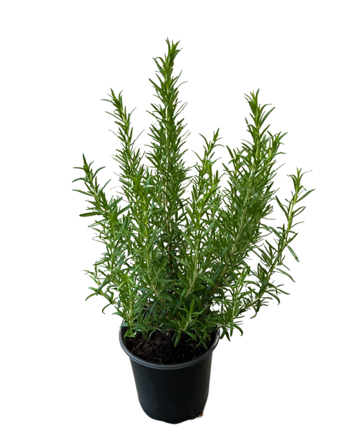 Ornamental Herb - Rosmarinus officinalis 'Barbeque' (1 Gallon)