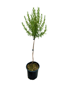 Ornamental Herb - Rosmarinus officinalis 'Rosemary Standard' (1 Gallon Standard)