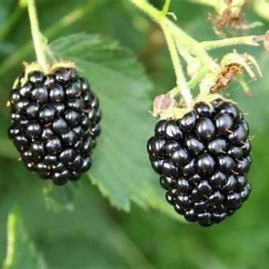 Fruit - Rubus x hybrida 'Navajo Thornless Blackberry' (1 Gallon) Product vendor