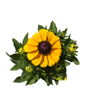 Load image into Gallery viewer, Perennial - Rudbeckia hirta &#39;Toto Gold&#39; (4 Inch)
