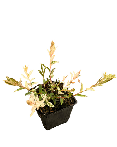 Shrub - Salix integra 'Variegated Japanese Willow' (4 Inch) Product vendor
