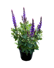 Load image into Gallery viewer, Perennial - Salvia nemorosa &#39;Blue Marvel&#39; (1 Gallon)
