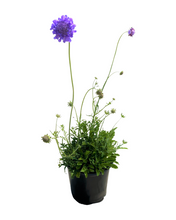 Load image into Gallery viewer, Perennial - Scabiosa columbaria &#39;Butterfly Blue&#39; (1 Gallon)
