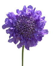 Load image into Gallery viewer, Perennial - Scabiosa columbaria &#39;Butterfly Blue&#39; (1 Gallon)
