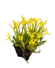 Load image into Gallery viewer, Ground Cover - Sedum acre &#39;Gold Moss&#39; (4 Inch)
