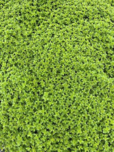 Load image into Gallery viewer, Ground Cover - Sedum spurium 'John Creech' (4 Inch) Product vendor
