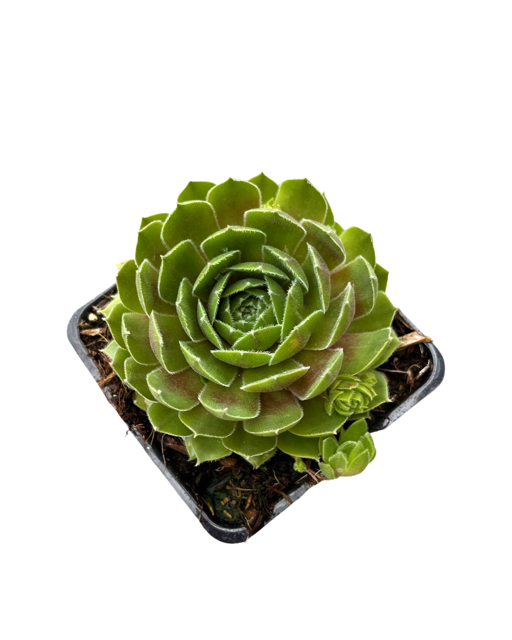 Succulent - Sempervivum 'Sunset Hens & Chicks' (4 Inch)