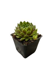 Load image into Gallery viewer, Succulent - Sempervivum &#39;Sunset Hens &amp; Chicks&#39; (4 Inch)
