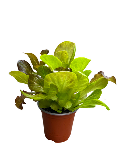 Vegetable - Lactuca multi species 'Simply Salad Summer Picnic Mix' (3.5 Inch) Product vendor