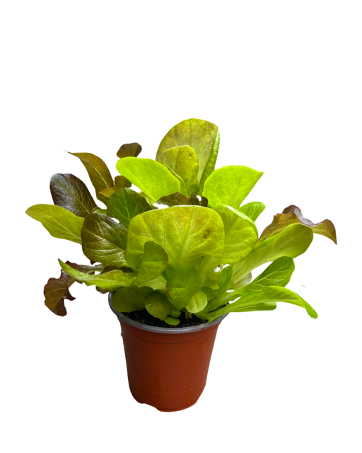 Vegetable - Lactuca multi species 'Simply Salad Summer Picnic Mix' (3.5 Inch) Product vendor