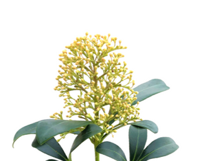 Shrub - Skimmia japonica 'Limelight' (6 Inch Pot) Product vendor