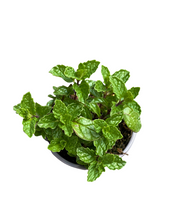 Load image into Gallery viewer, Herb - Mentha spicata &#39;Spearmint&#39; (3.5 Inch)
