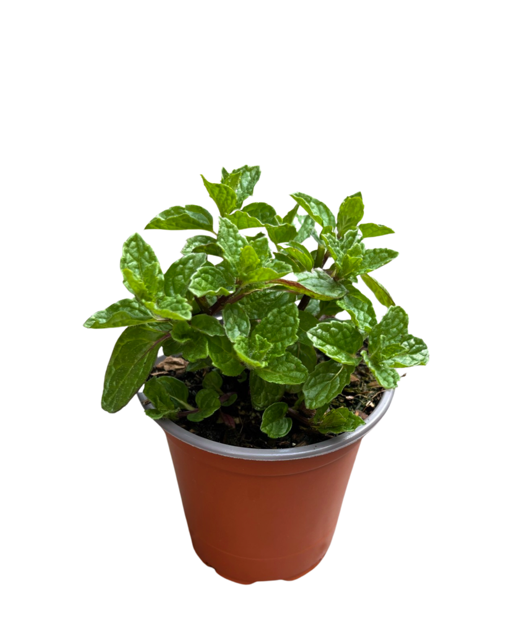 Herb - Mentha spicata 'Spearmint' (3.5 Inch)