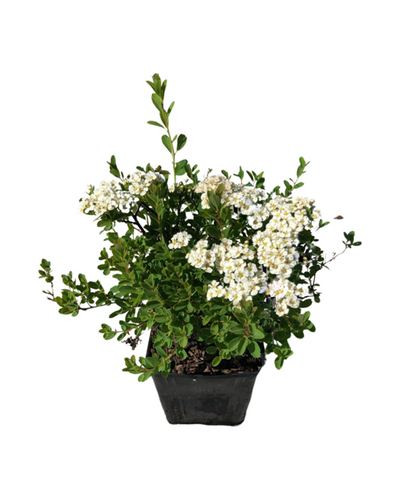 Shrub - Spiraea nipponica 'Snowmound Spirea' (4 Inch) Product vendor