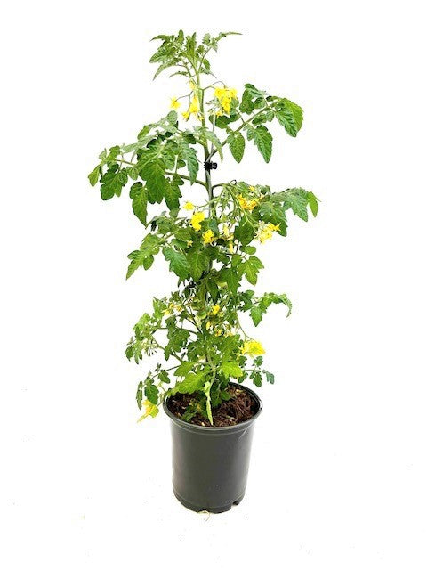 Fruit - Solanum lycopersicum 'Sweet Million Tomato' (1 Gallon) Product vendor