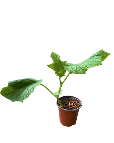 Vegetable - Cucumis sativus 'Sweet Success Cucumber' (3.5 Inch) Product vendor