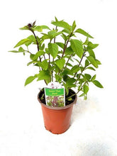 Load image into Gallery viewer, Herb - Ocimum basilicum &#39;Sweet Thai Basil&#39; (3.5 Inch) Product vendor
