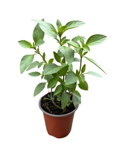 Herb - Ocimum basilicum 'Sweet Thai Basil' (3.5 Inch) Product vendor
