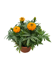 Load image into Gallery viewer, Annual - Tagetes &#39;Marvel Orange II&#39; African Marigold (6 Inch Terracotta)
