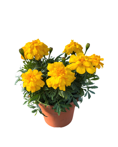 Annual - Tagetes patula 'Durango Yellow French Marigold' (6 Inch Terracotta) Product vendor