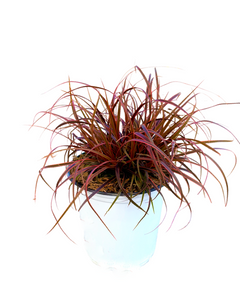 Grass - Uncinia rubra 'Everflame' (1 Gallon White Pot)