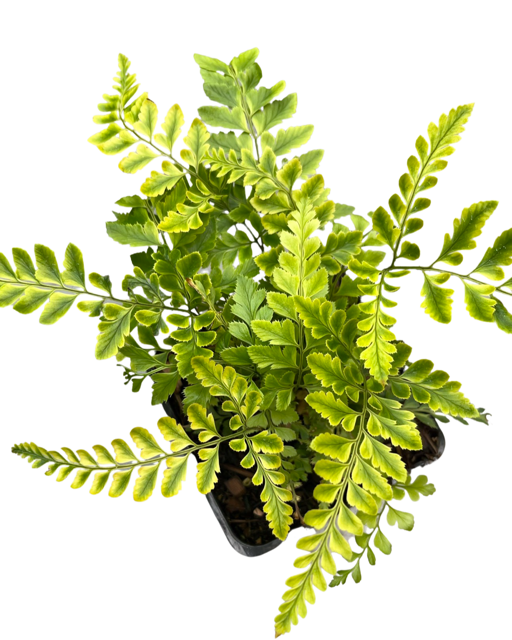 Fern - Rumohra adiantiformis 'Variegated Leather Fern' (4 Inch) Product vendor