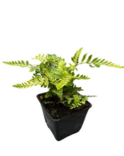 Load image into Gallery viewer, Fern - Rumohra adiantiformis &#39;Variegated Leather Fern&#39; (4 Inch) Product vendor
