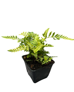 Fern - Rumohra adiantiformis 'Variegated Leather Fern' (4 Inch) Product vendor