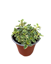 Load image into Gallery viewer, Herb - Origanum vulgaris &#39;Variegated Oregano&#39; (3.5 Inch) Product vendor
