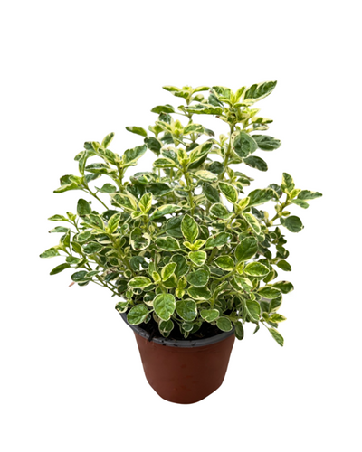 Herb - Origanum vulgaris 'Variegated Oregano' (3.5 Inch) Product vendor